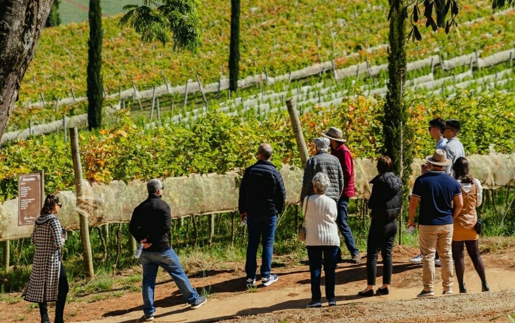 Enoturismo: conheça modalidade que mostra processo de produção do vinho e tem se destacado no Sul de Minas