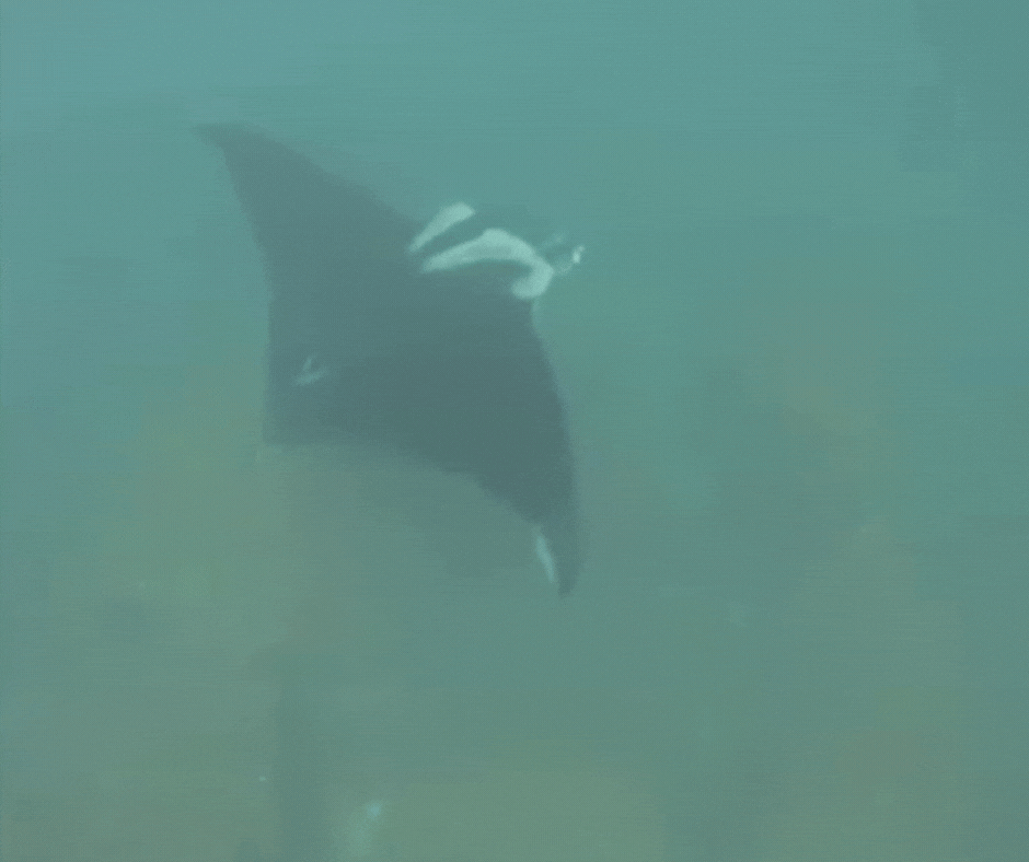 VÍDEO: maior espécie de arraia do mundo é vista em ilha intocada de SC durante mergulho; animal pode chegar a 7 metros e pesar 1,8 tonelada