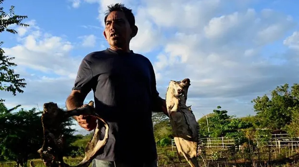 Desde a intensificação da seca, em junho, Darwin Cruz precisou vender duas das suas vacas leiteiras e outra morreu. — Foto: AFP via Getty Images/BBC