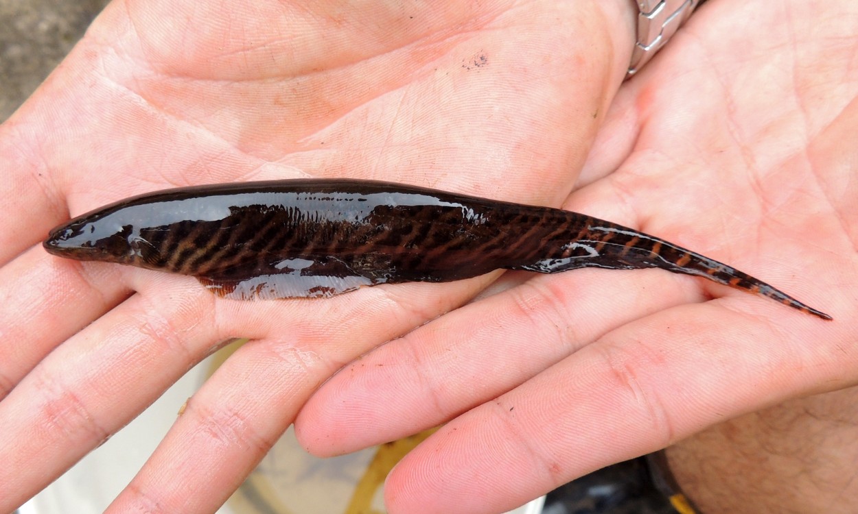 Peixe elétrico pode inspirar novas tecnologias capazes de 'enxergar' no escuro
