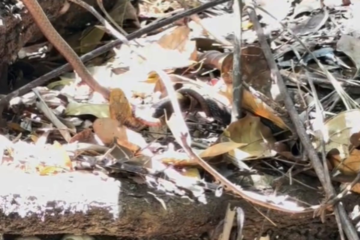 Registro raro: cobras são filmadas 'brigando' durante passeio em Bonito