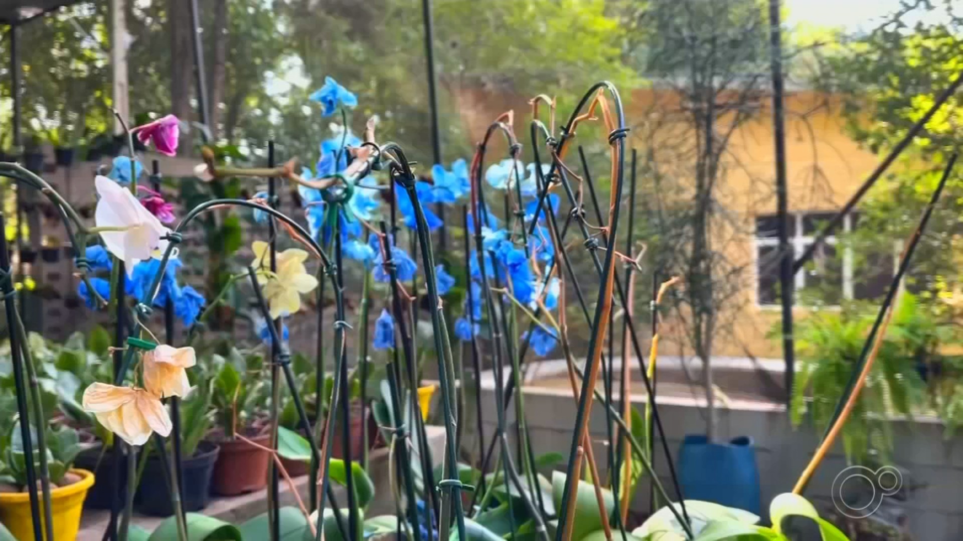 Hospital de plantas: projeto recupera orquídeas doadas por moradores para distribuí-las em parques e praças de Itu