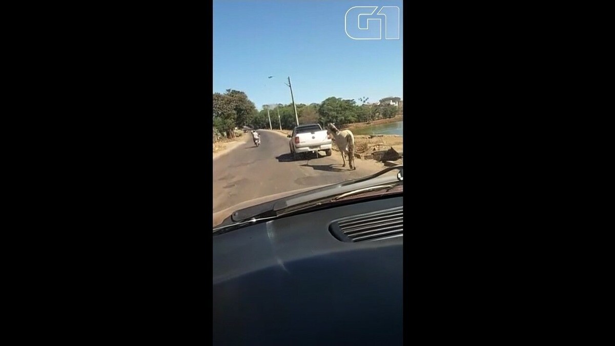 Vídeo mostra cavalo puxando metade de carro como se fosse carroça