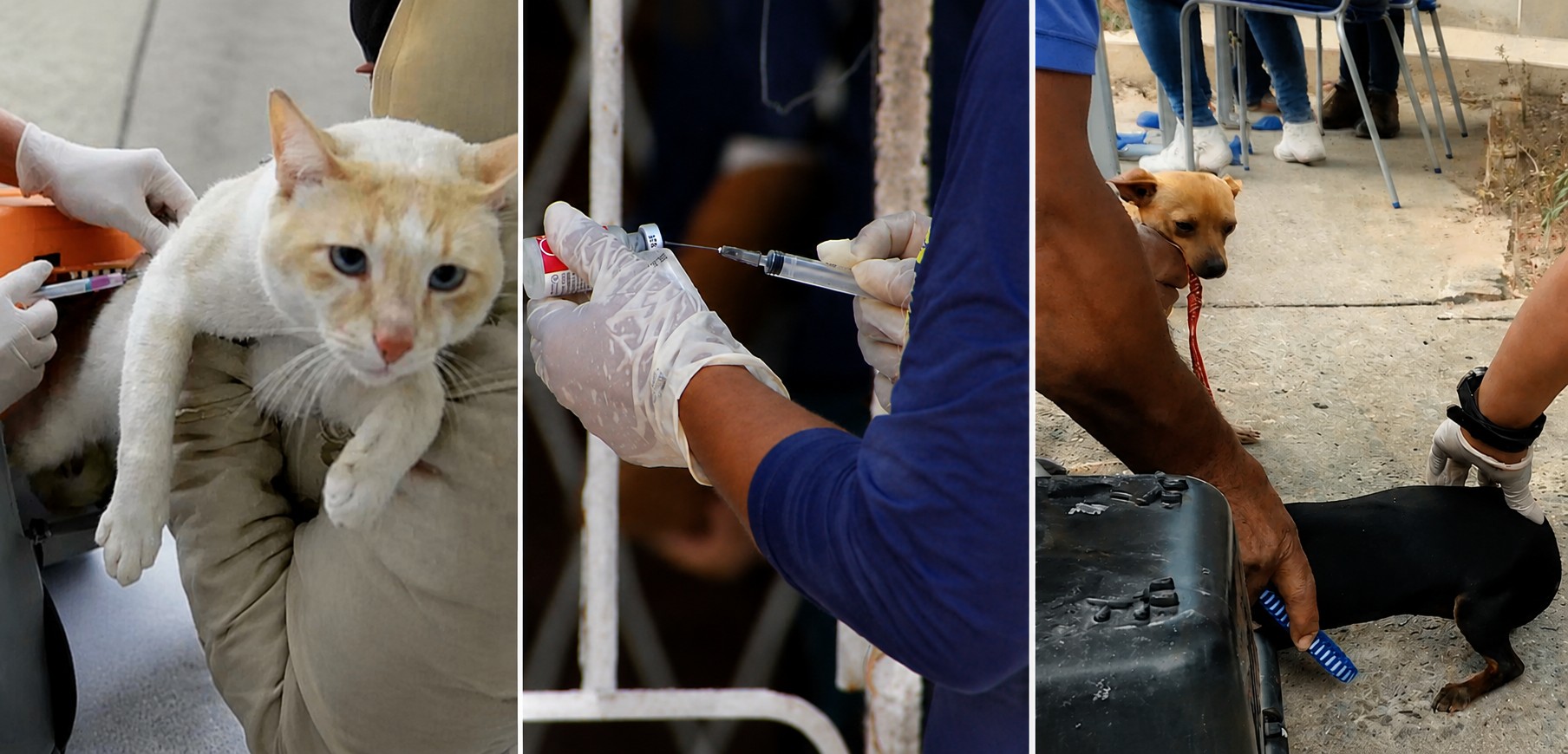 Após casos de raiva em morcegos, Betim retoma vacinação em cães e gatos de casa em casa; confira endereços