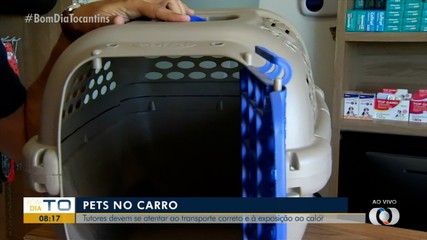 Donos de pets devem transportar animais de maneira correta em carros