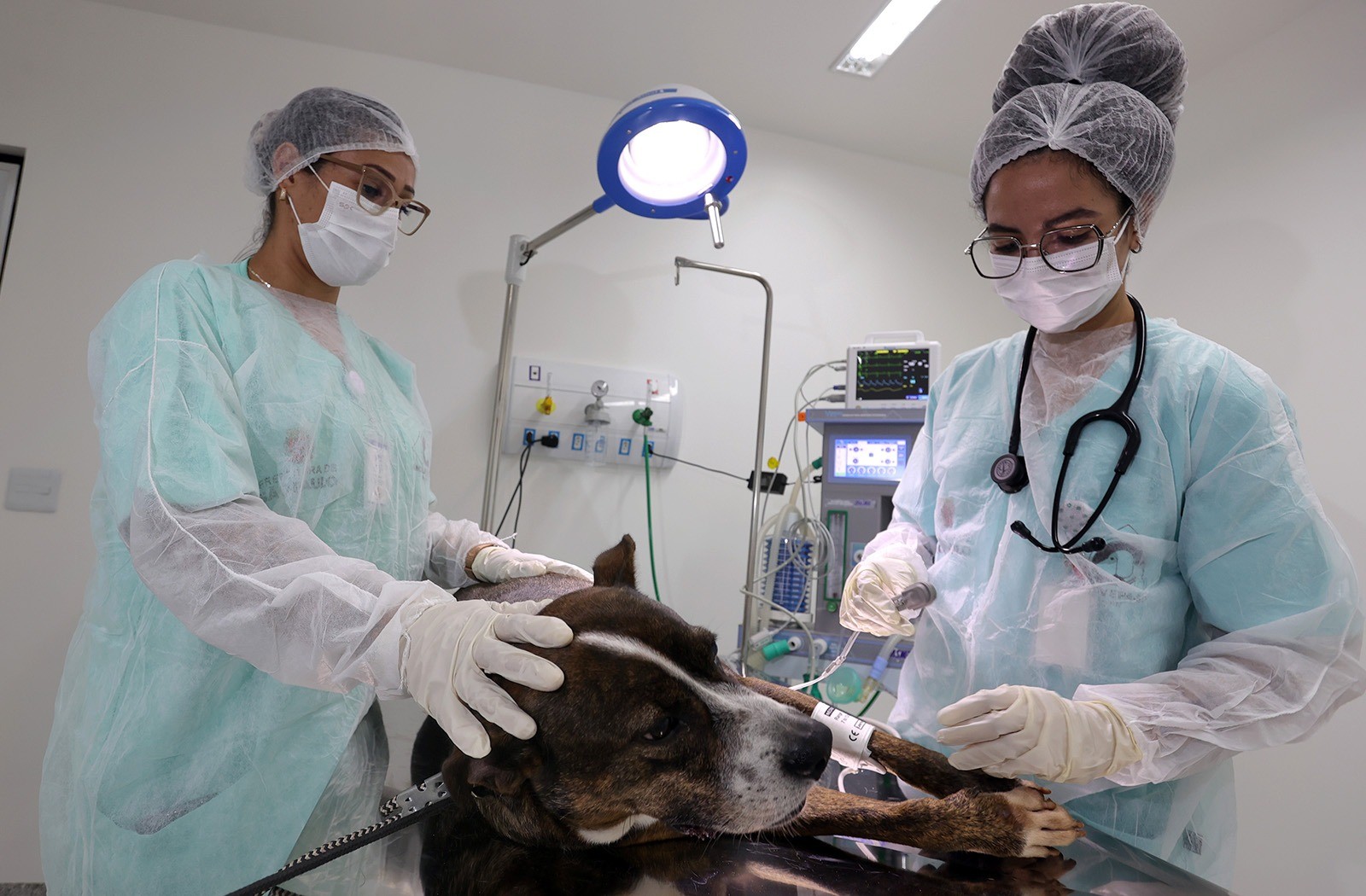 Prefeitura de SP inaugura quinto hospital veterinário público da cidade; veja quem pode usar os serviços