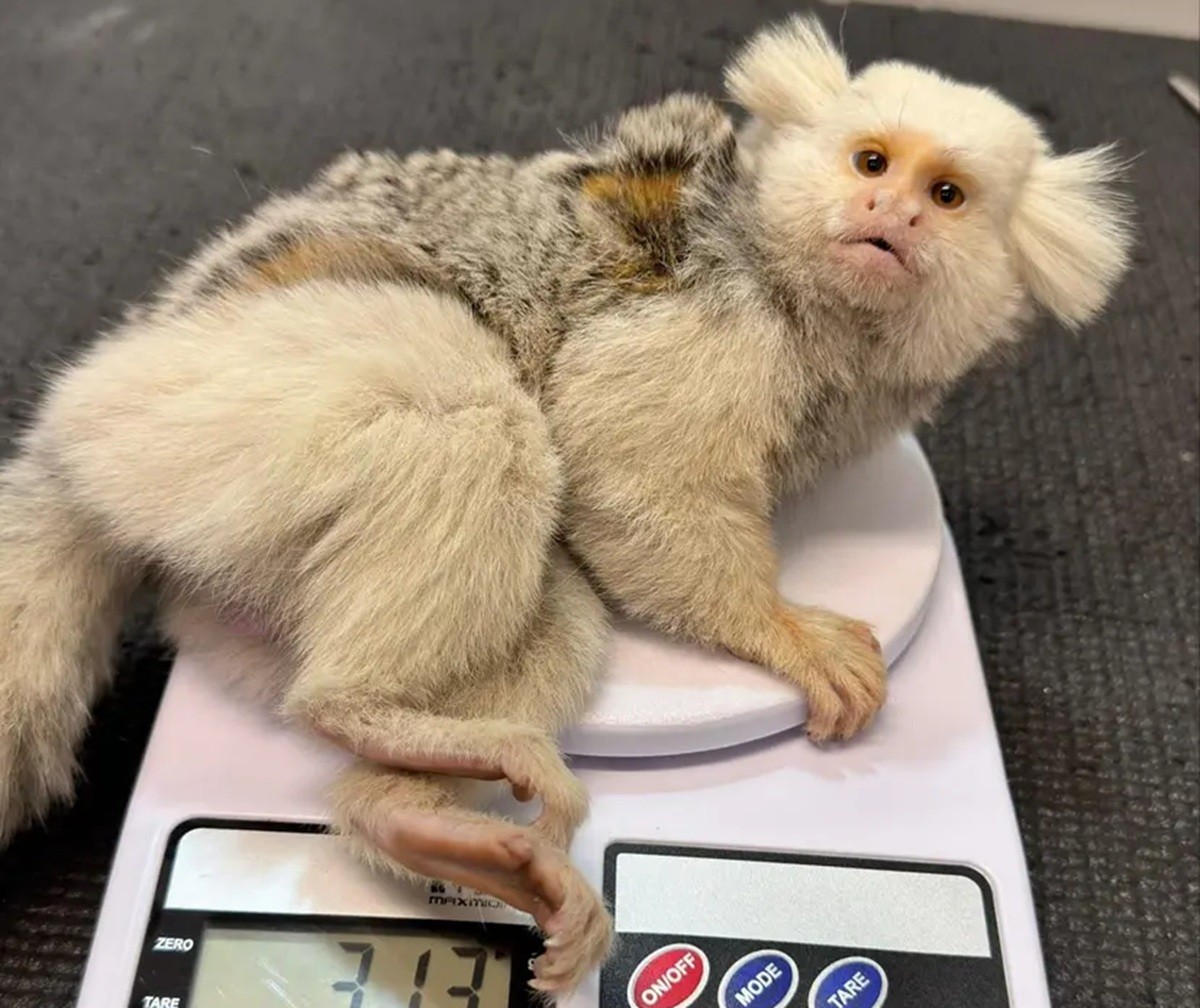 Sagui de aparência rara é resgatado após possível atropelamento em SC