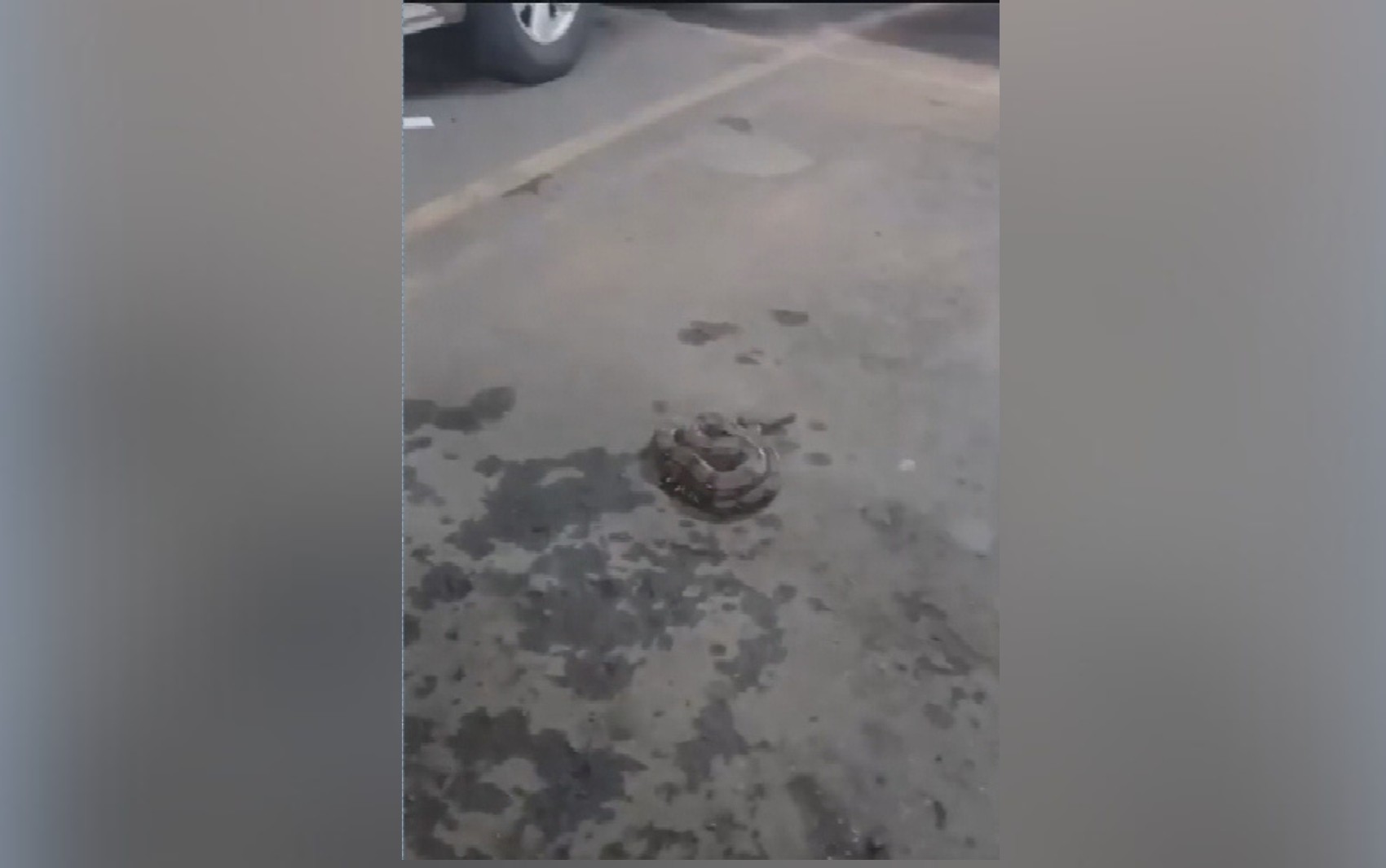 Clientes se surpreendem ao encontrar cobra em estacionamento de shopping; vídeo