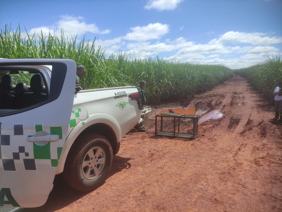 Animal foi encaminhado para a Associação Protetora dos Animais Silvestres (Apass) — Foto: Polícia Ambiental