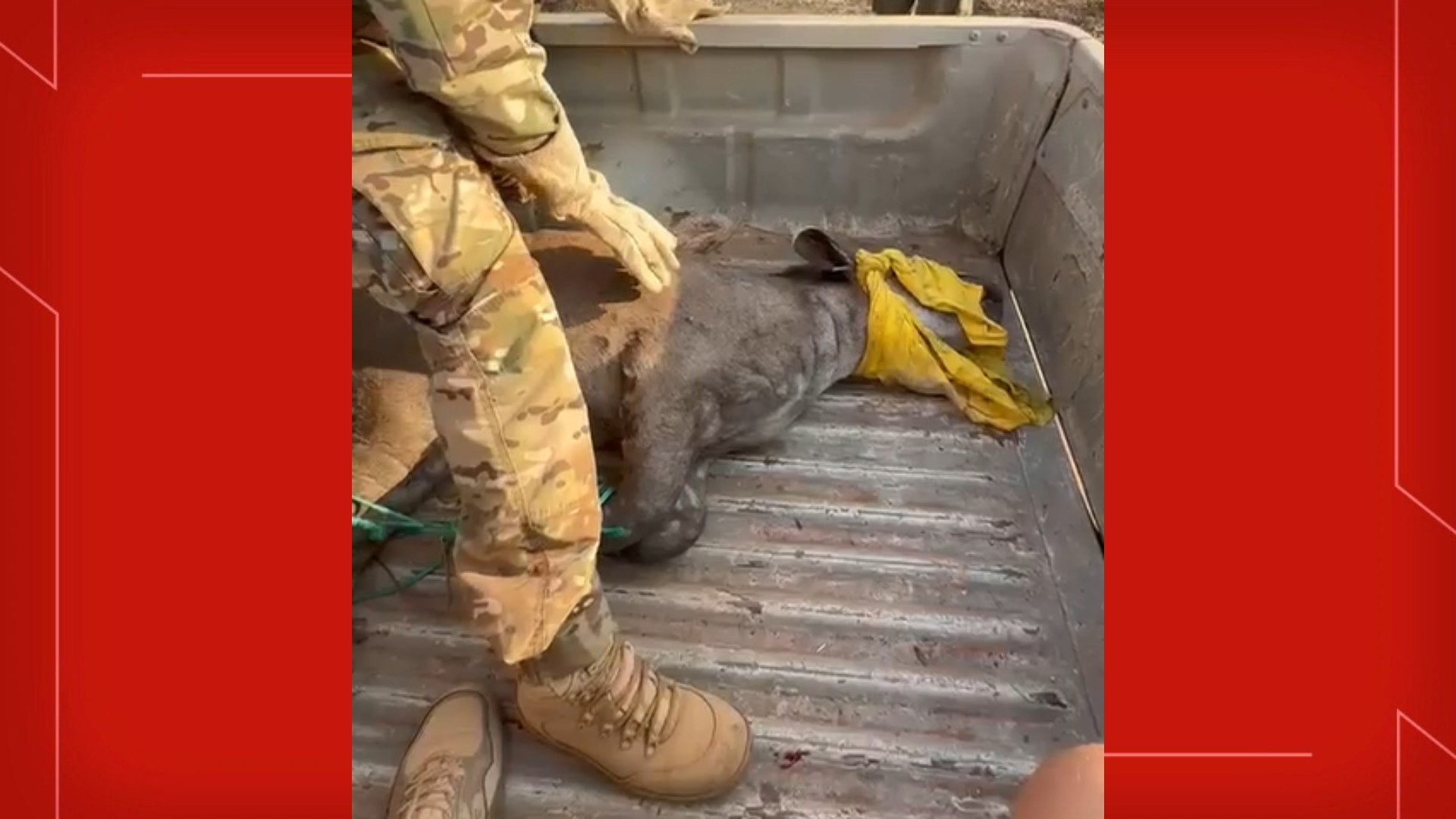 VÍDEO: filhote de anta é resgatado no Parque Nacional de Brasília; animal está com patas queimadas