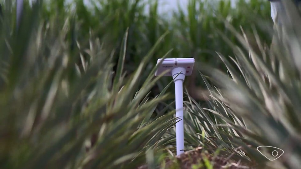 Especialistas acreditam que produtores do Espírito Santo precisam modernizar lavouras para criar mais dados para a Inteligência Artificial — Foto: Reprodução/TV Gazeta
