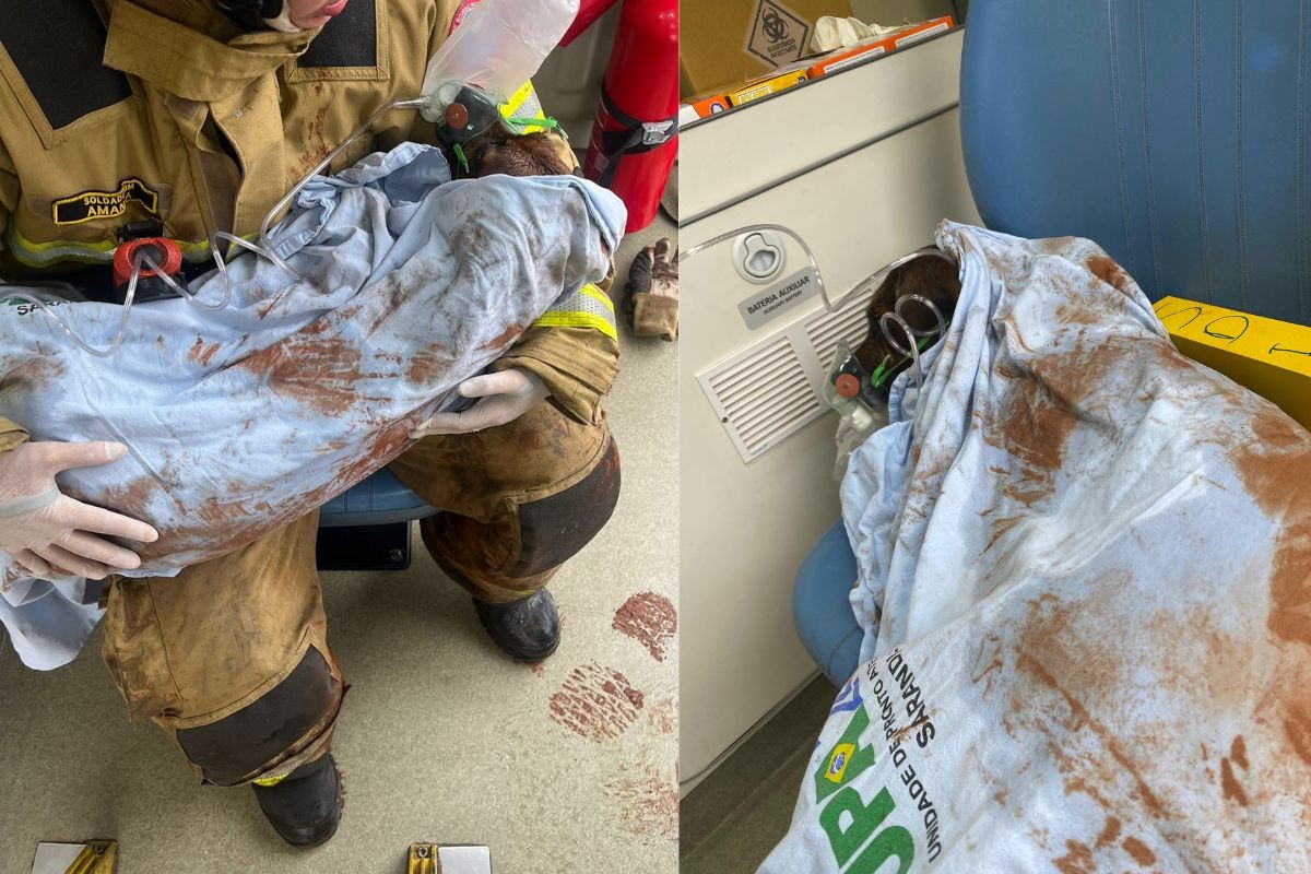 Cadelinha é resgatada por bombeiros e fica no oxigênio após tutor incendiar casa por acidente, no Paraná