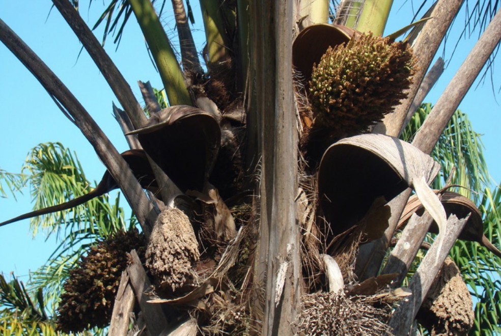 Detalhe da &aacute;rvore do inaj&aacute; e os cruat&aacute;s que envolvem o fruto &mdash; Foto: Paulo Andr&eacute; Rodrigues da Silva/Embrapa/Divulga&ccedil;&atilde;o