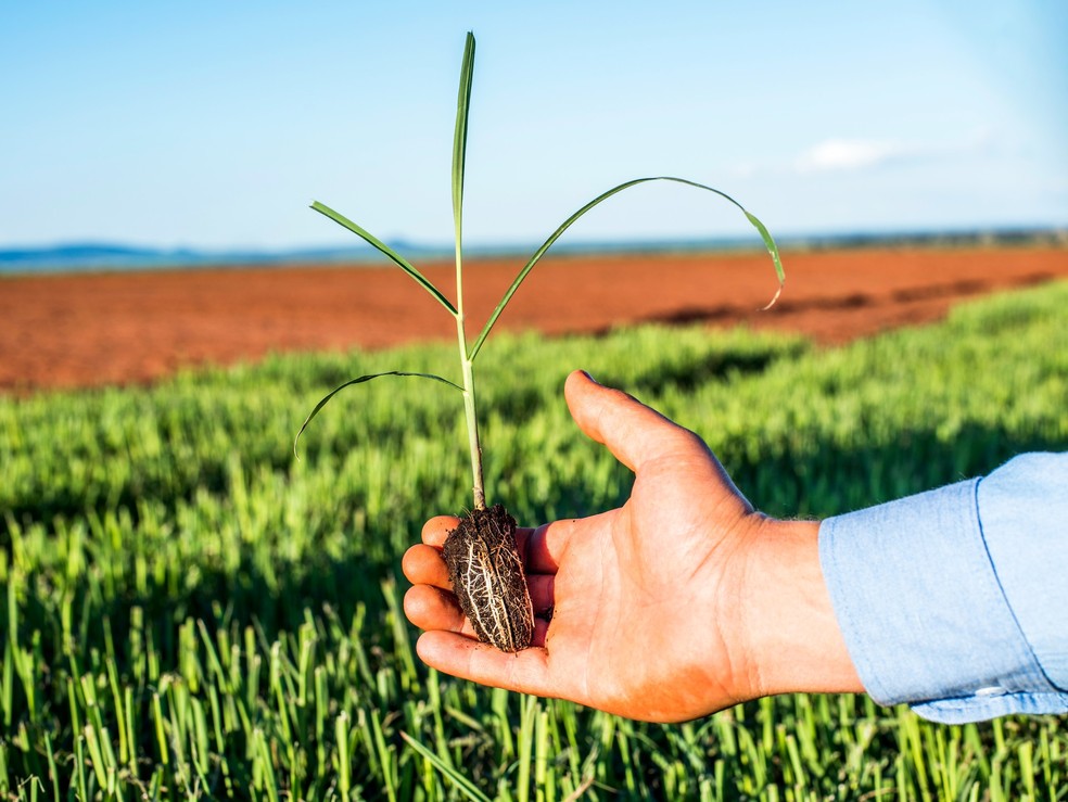 Setor sucroenergético aplica uma série de ações sustentáveis em área agrícola — Foto: Atvos/Divulgação