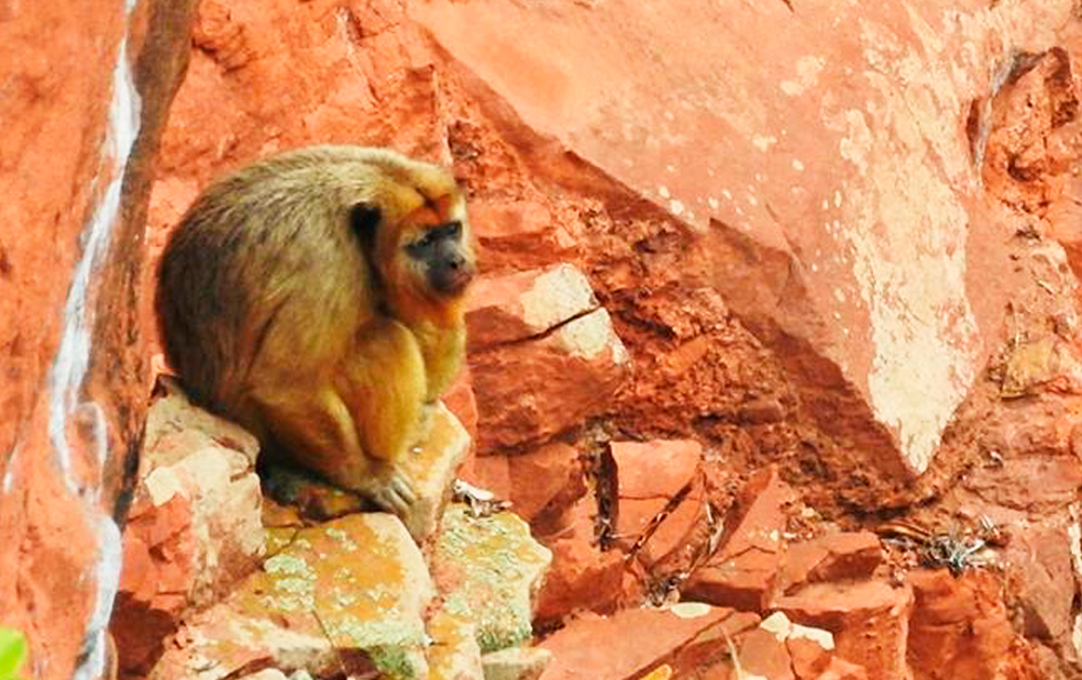 Macaca-bugio vive sozinha no Buraco das Araras. — Foto: Buraco das Araras