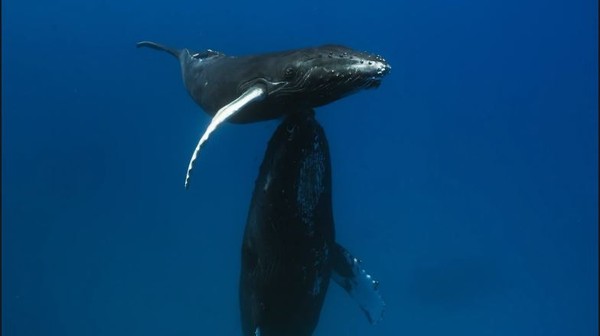 O amor está no mar: 'Jogo da Sedução' mostra a disputa por um namoro entre  as baleias jubarte, Fantástico