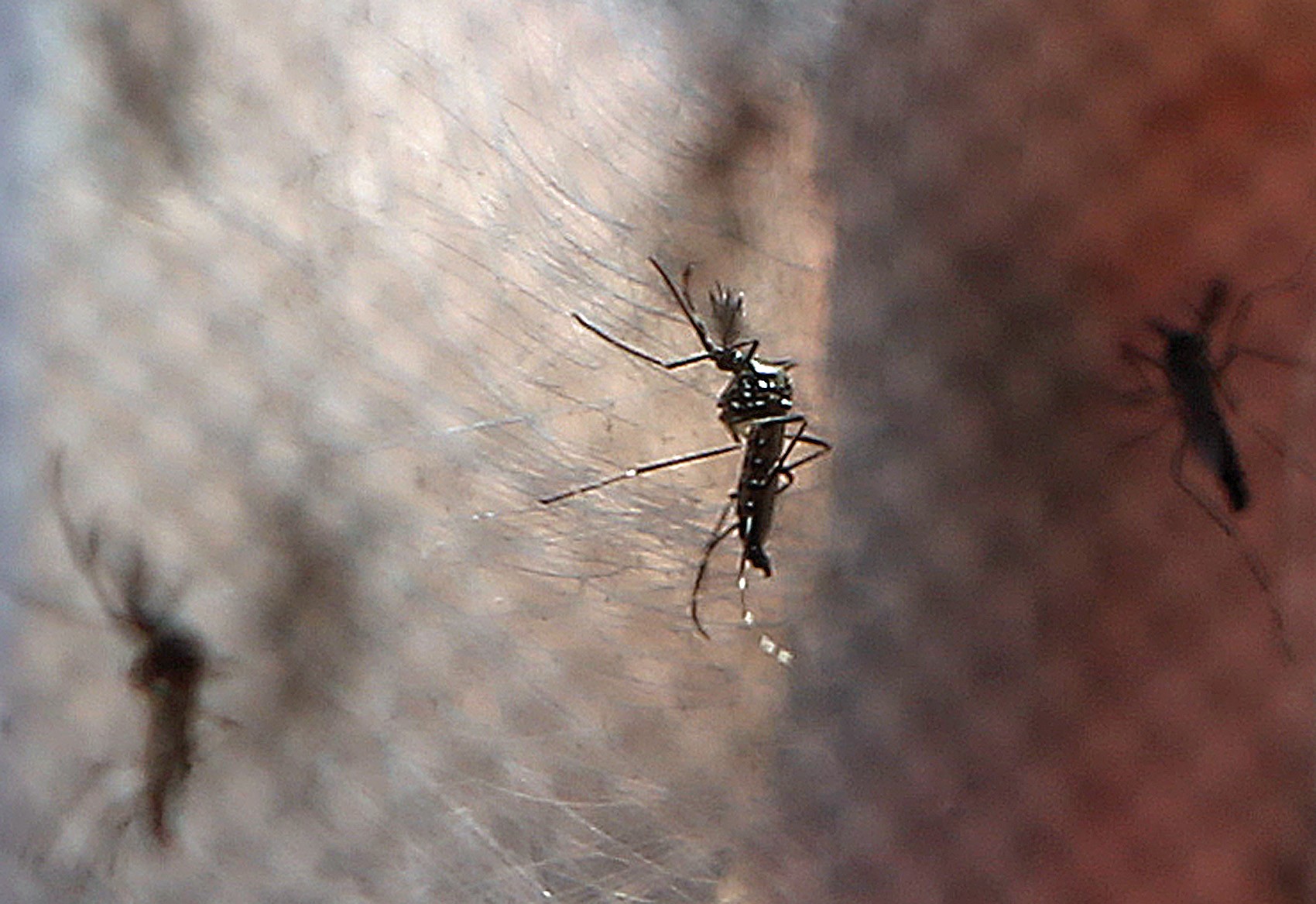 Vale do Paraíba e região já registraram mais de 40 mil casos de dengue em 2024; veja os principais sintomas da doença