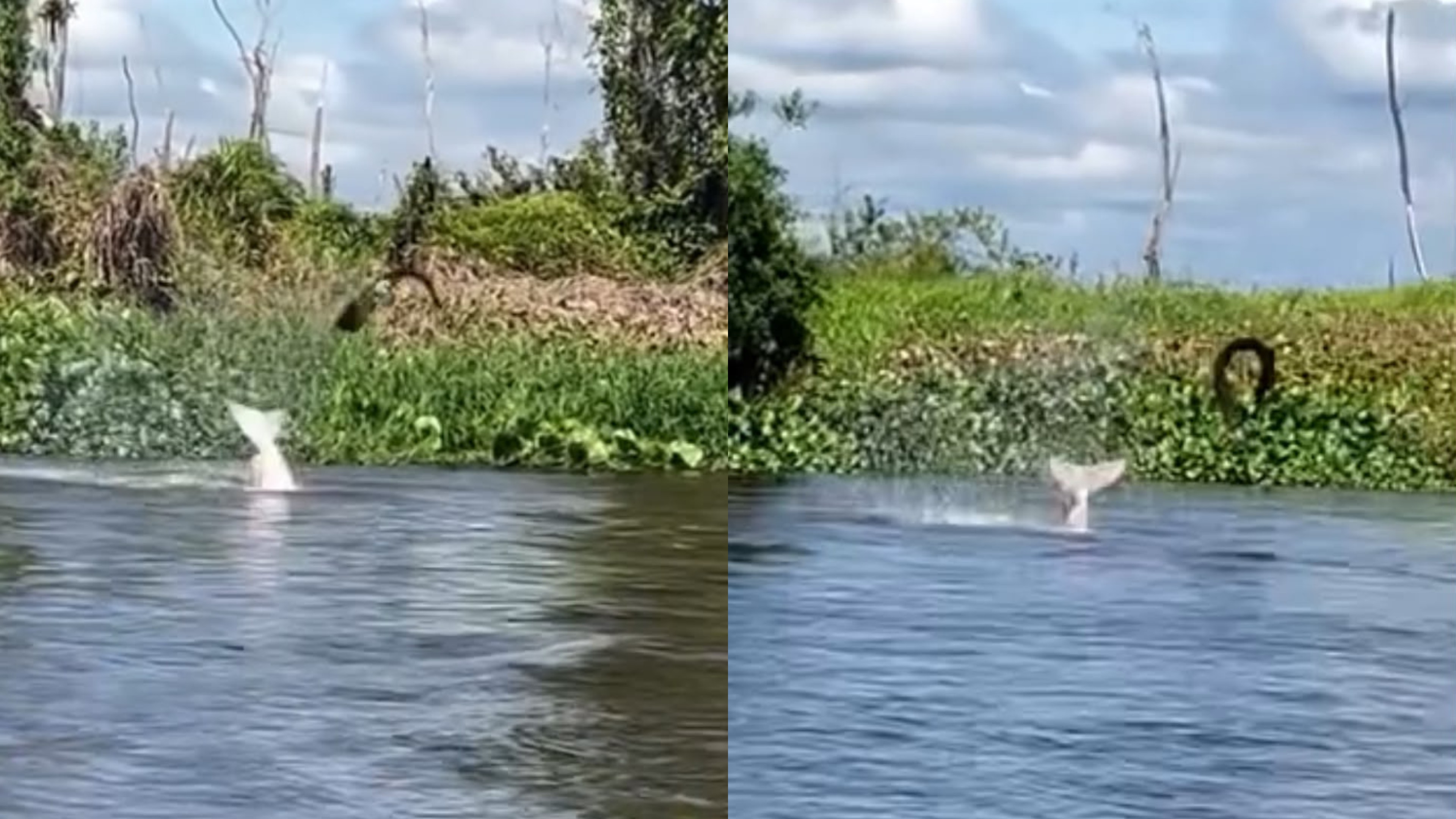 Vídeo mostra boto arremessando peixe-elétrico para fora da água em rio de RO