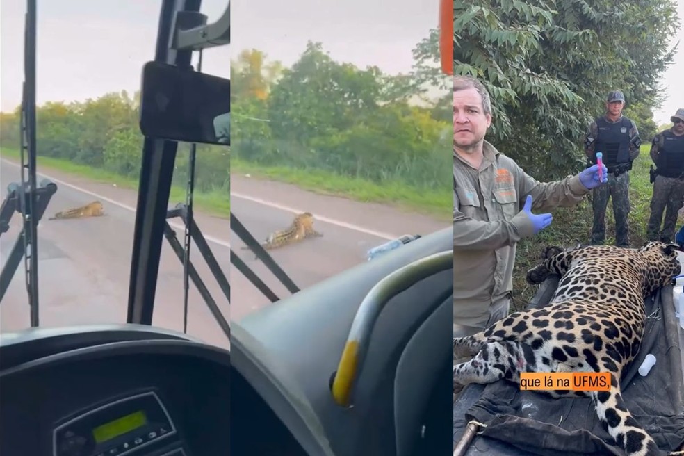 Animal morreu e teve material biol&oacute;gico coletado pelo Reprocon. &mdash; Foto: Redes sociais