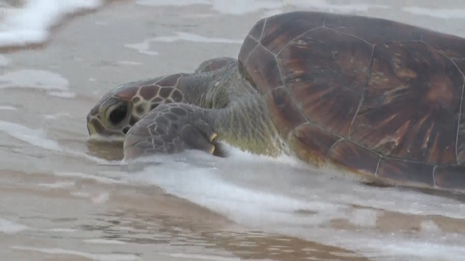 Ninhos de tartarugas são monitorados no extremo sul da Bahia após roubos de ovos em pontos de desova