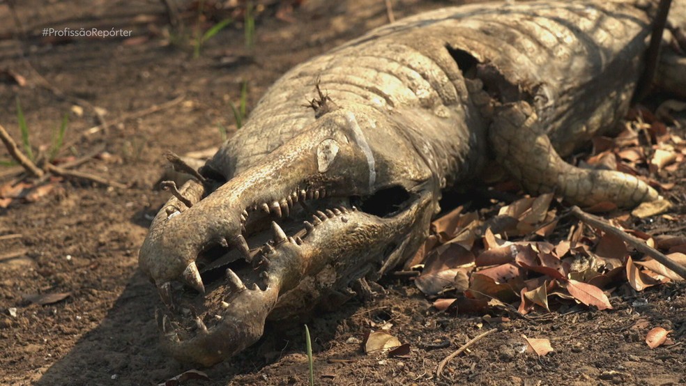 Carcaças de dezenas de animais queimados pelo fogo são encontradas no Pantanal — Foto: Reprodução/TV Globo