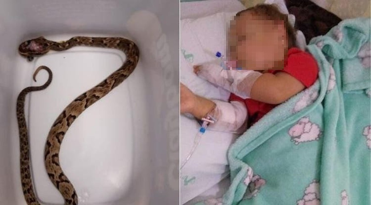 Bebê de um ano é atacada por cobra dentro de casa no litoral de SP