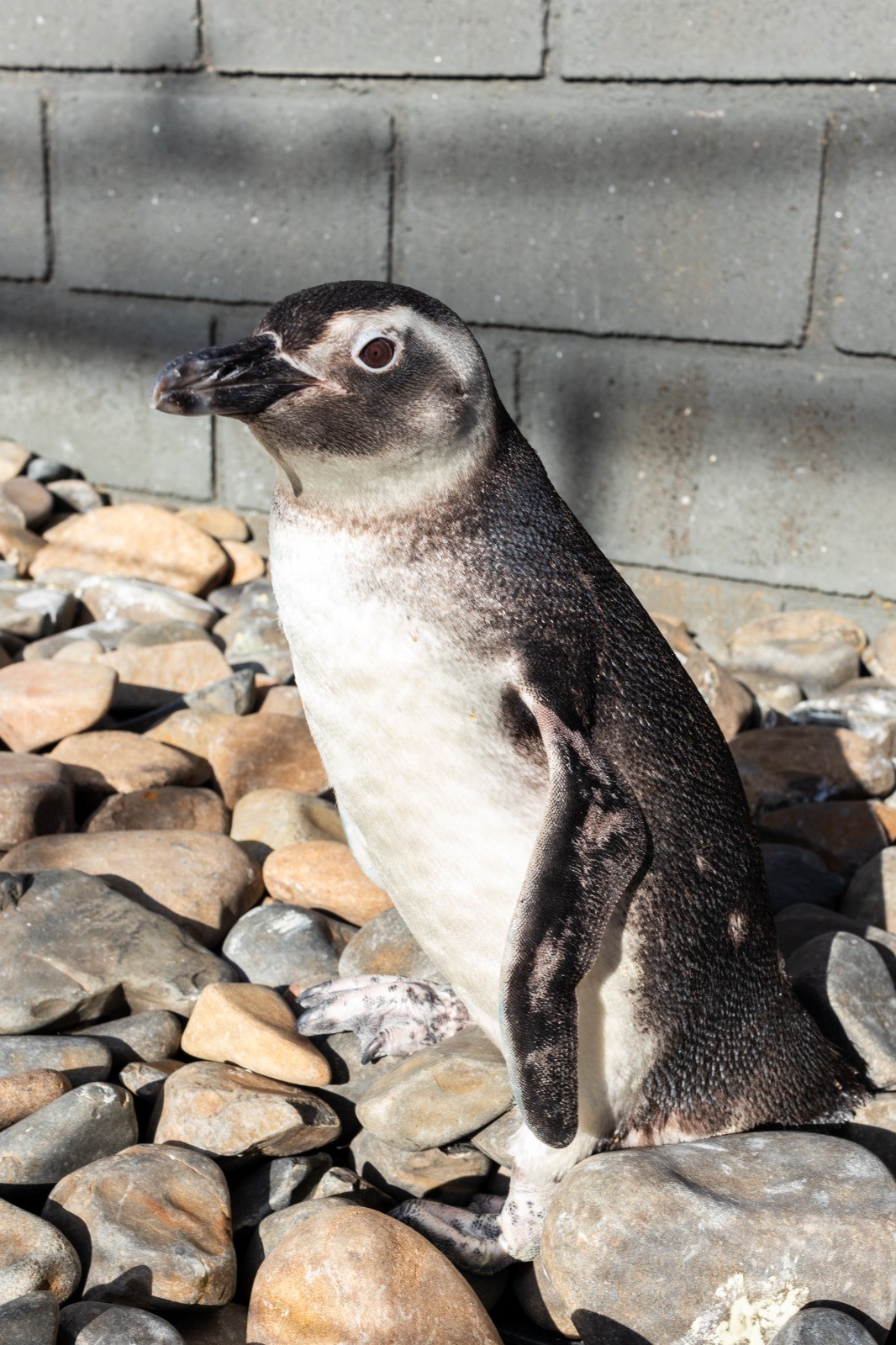 Pinguim debilitado é resgatado após ser encontrado por turistas em praia de Ubatuba, SP