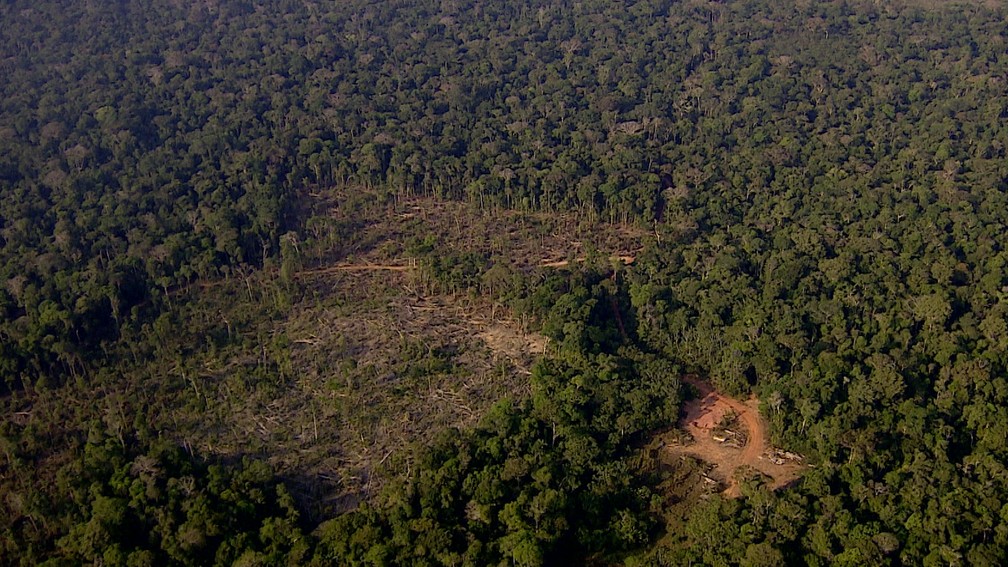 O Quadro de Relato da Implementação do Sem desmatamento, Sem