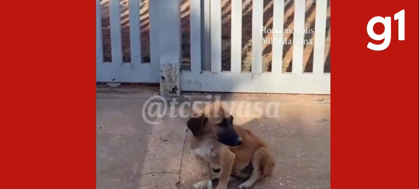 Motociclista com tornozeleira é preso suspeito de atropelar cachorro de propósito em MT; vídeo