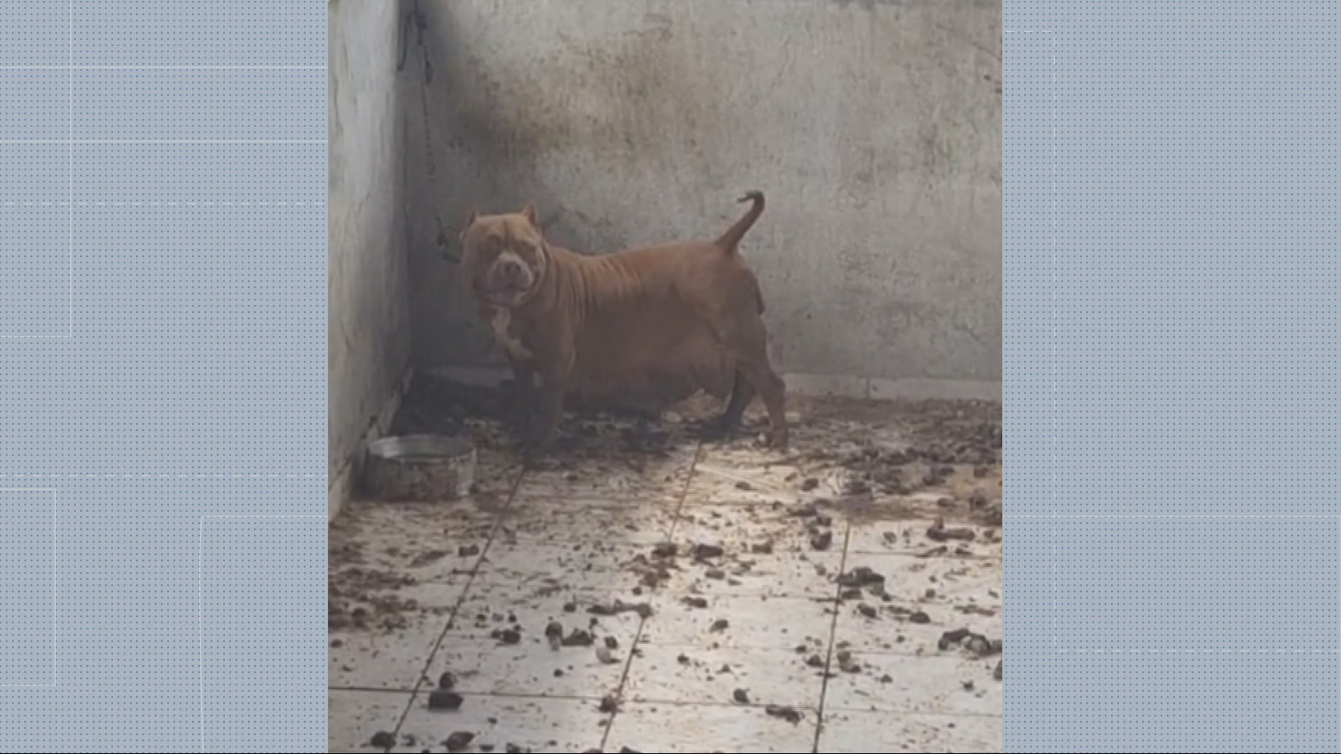 Homem é preso em flagrante por maus-tratos a cães em BH; vídeo mostra ambiente insalubre