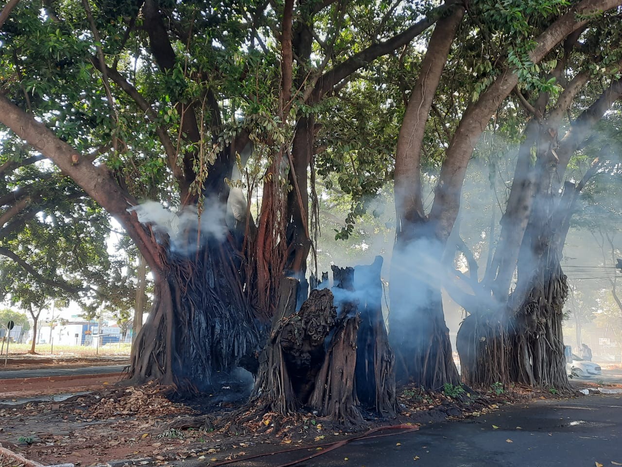 VÍDEO: Gameleira histórica pega fogo na Praça Sérgio Pacheco em Uberlândia