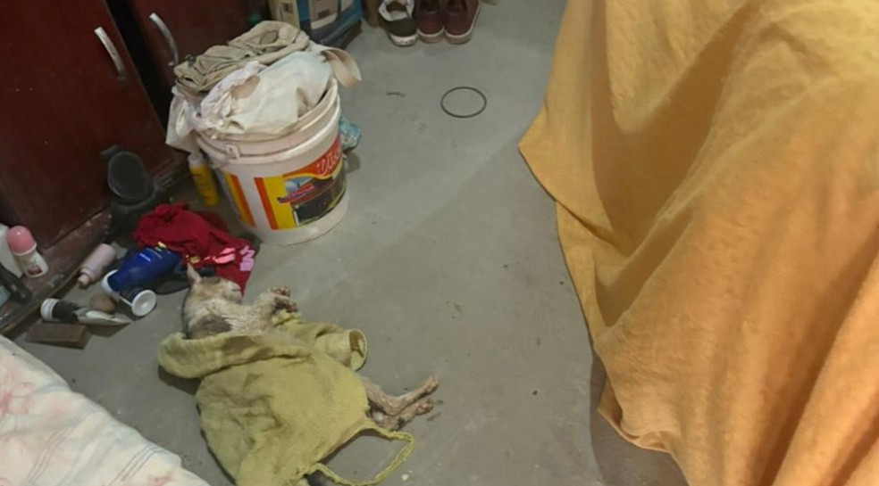 Coleta clandestina de sangue de animais era feita em casa com condições insalubres em Monte Alto, SP — Foto: Polícia Civil