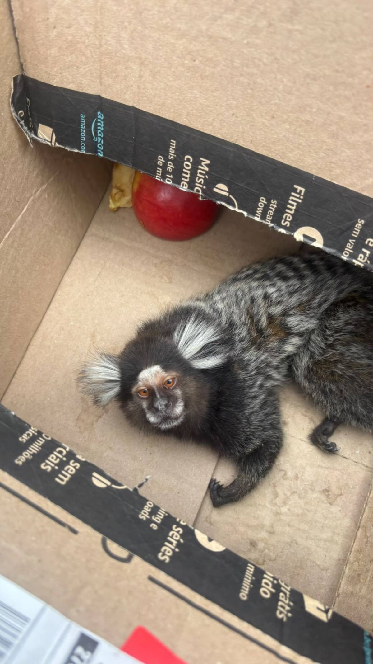 Sagui é resgatado após sofrer descarga elétrica em Valença