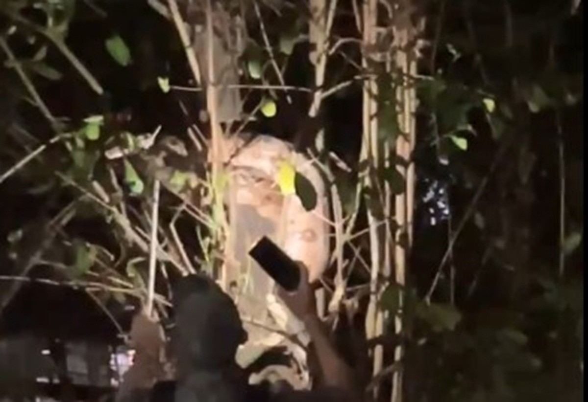 Cobra gigante aparece enrolada em árvore no Parque das Graças; animal 'dá perdido' em brigada e foge de resgate