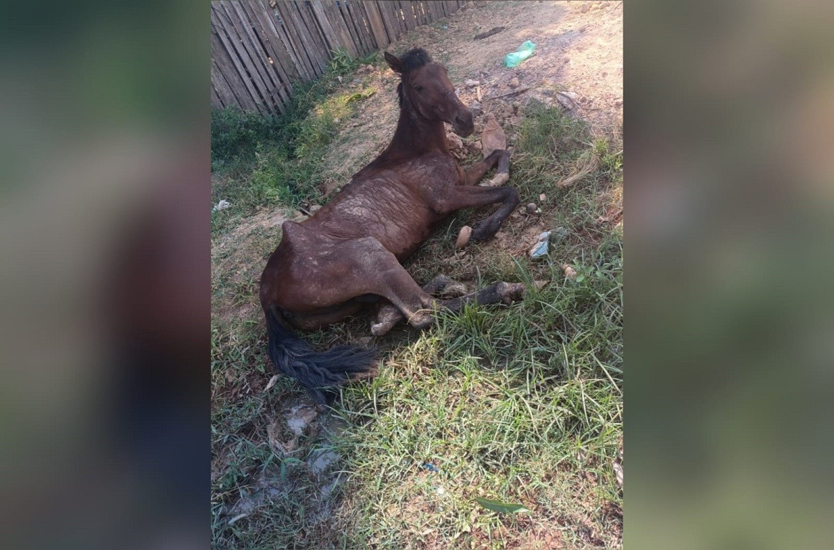 Cavalo debilitado é abandonado em rua de Santarém e moradora pede socorro