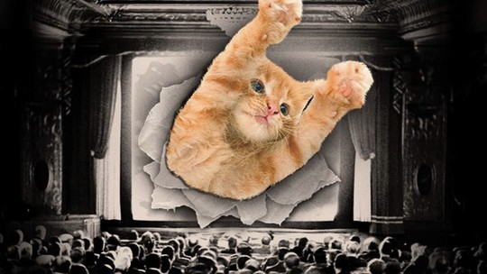 GatoFest estreia em SP com festival que reúne vídeos fofos de gatinhos, cinema ao ar livre, palestras e DJs; veja programação - Evento acontece Jardim Suspenso do Centro Cultural São Paulo no próximo sábado (9).