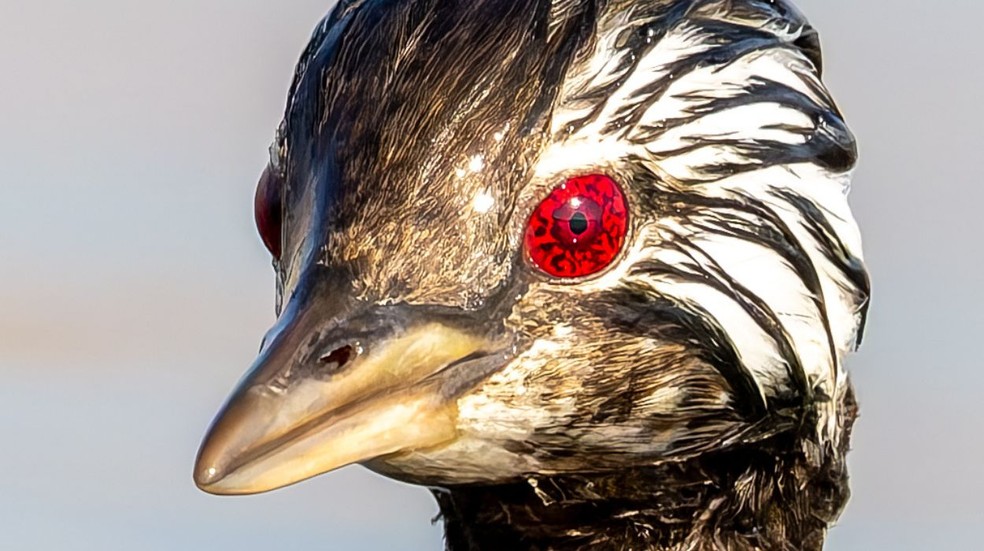 Olho de ave intriga ao lembrar habilidade de Naruto — Foto: Reprodução / @sol.plumita