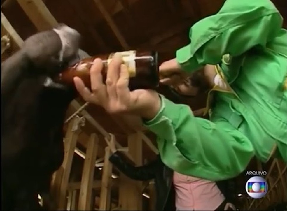 Antigamente, no Japão, boi japonês tinha muitas "mordomias", como beber cerveja e receber massagem, como mostra imagem de reportagem de 2015  — Foto: Reprodução/Globo Rural