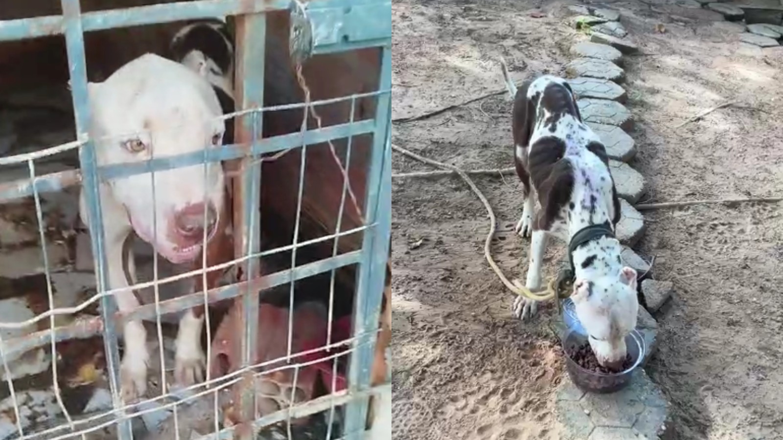 VÍDEO: Pitbull desidratado e com carrapatos é resgatado de local insalubre; tutor é liberado