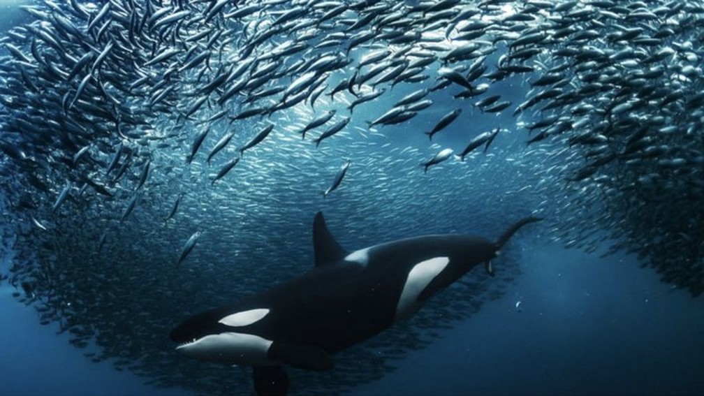 Na Noruega, uma orca fêmea divide um cardume de arenques enquanto mergulha para pegar um deles — Foto: ANDY SCHMID