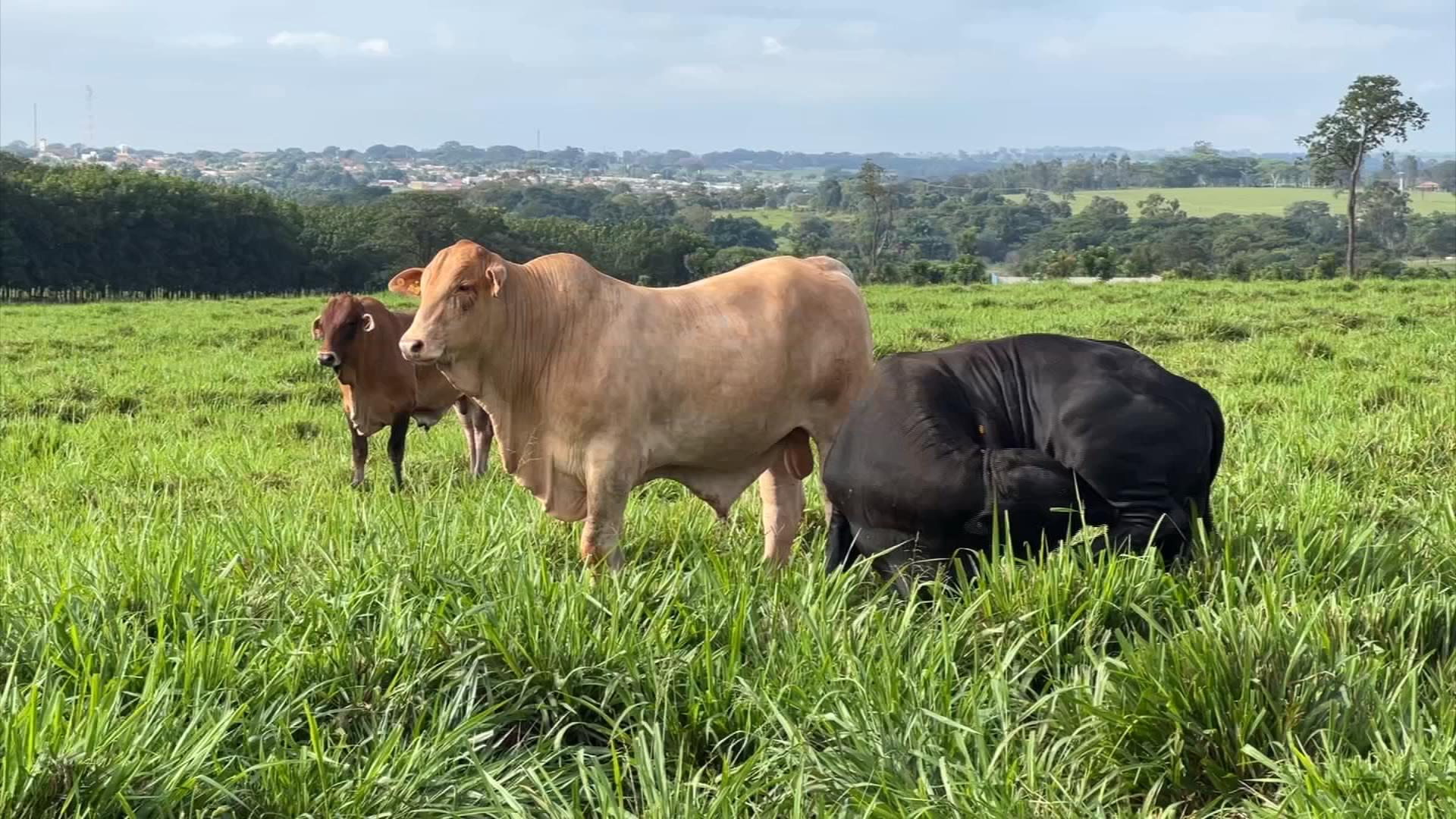 Volume de abates de bovinos está em alta e afeta cotação