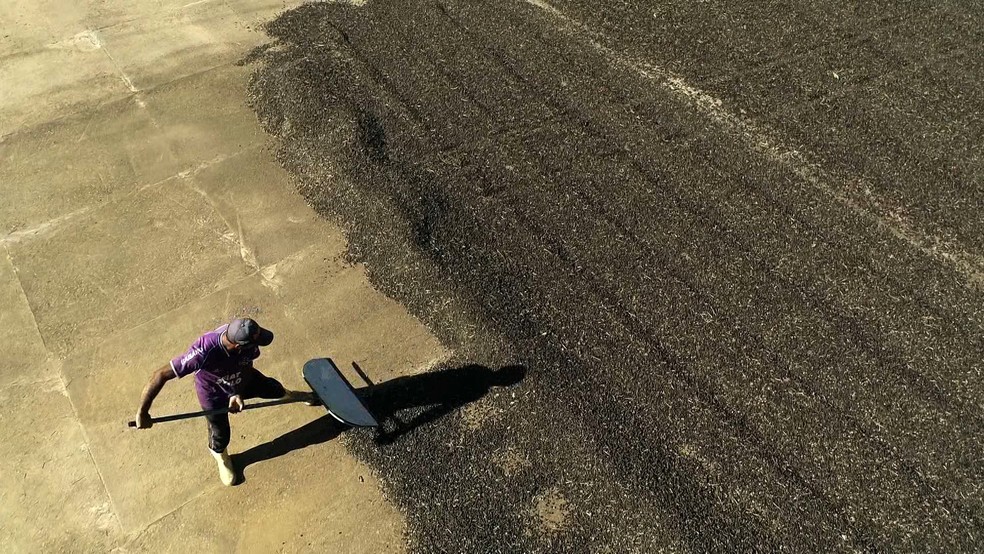 Trabalhador em produção de café arábica no Espírito Santo — Foto: Reprodução/ TV Gazeta