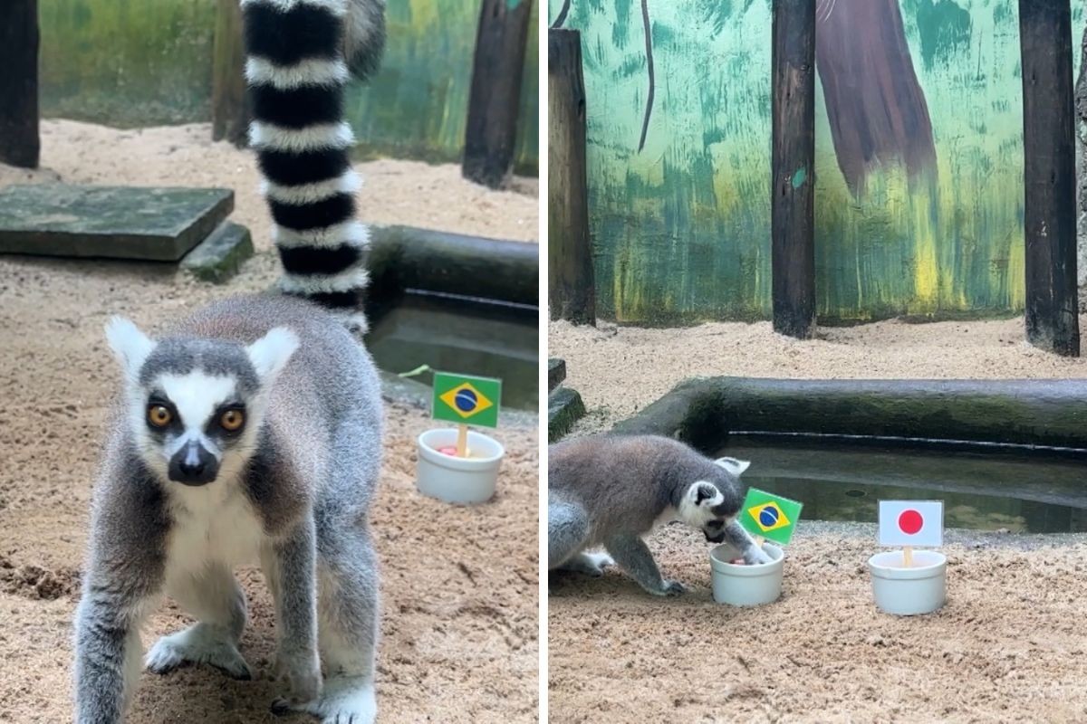 Lêmure de Taubaté, que já superou marca do polvo Paul, aposta em vitória do Brasil contra o Japão