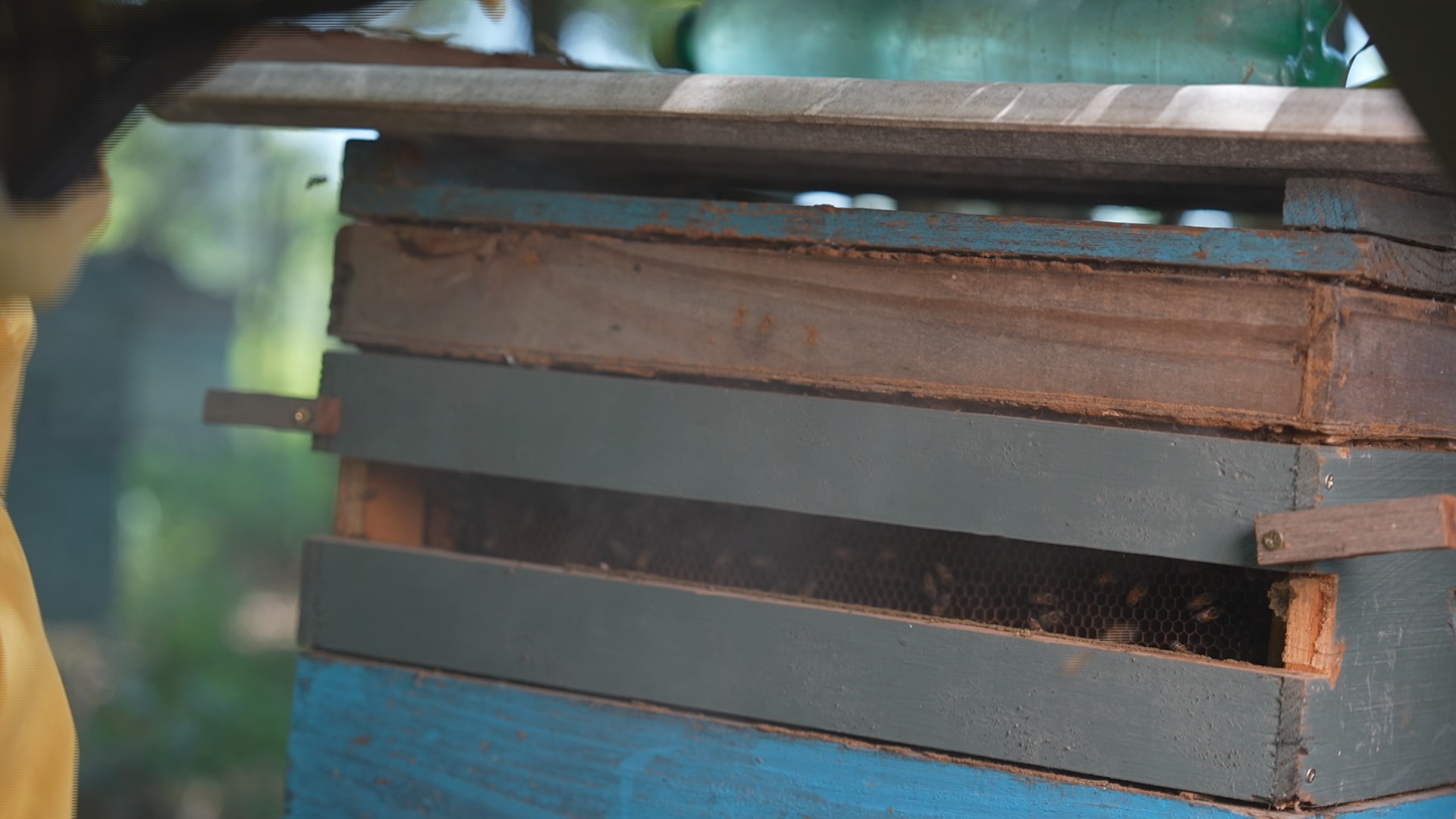 Apicultores lucram com a produção de própolis