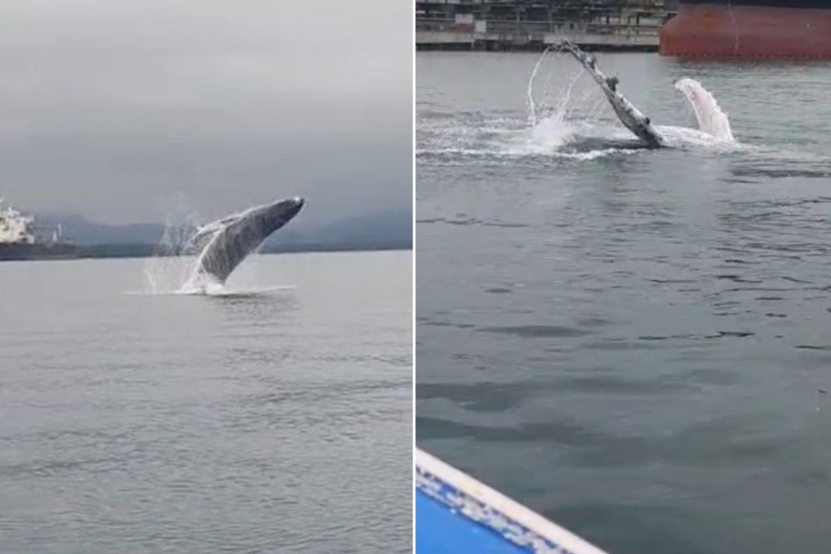 Filhote de baleia jubarte é flagrado saltando e dando ‘tchau’ no Porto de Santos; assista