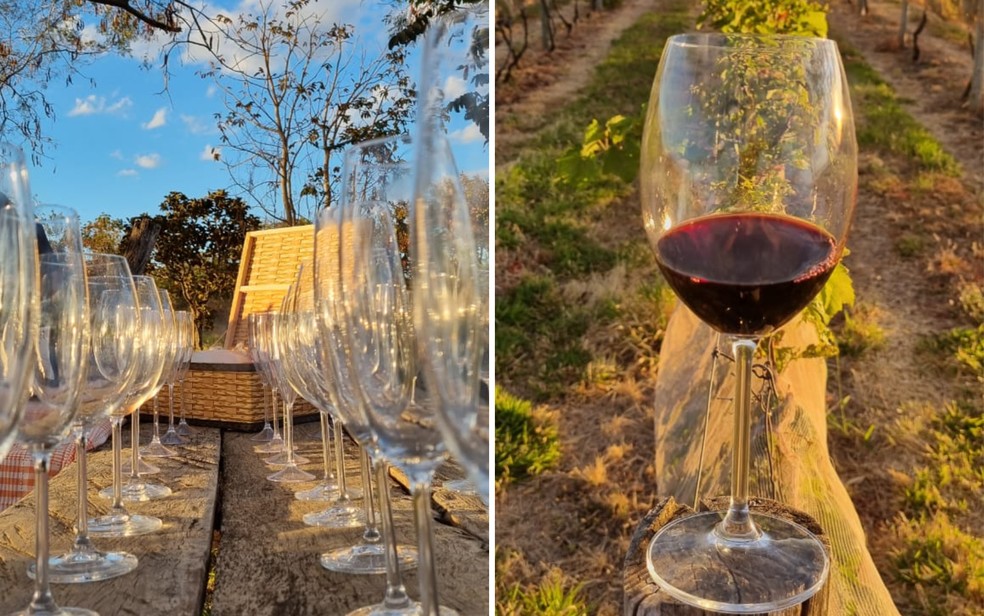 Vinhedo Girassol, em Cocalzinho de Goi�s � Foto: Divulga��o/Vinhedo Girassol