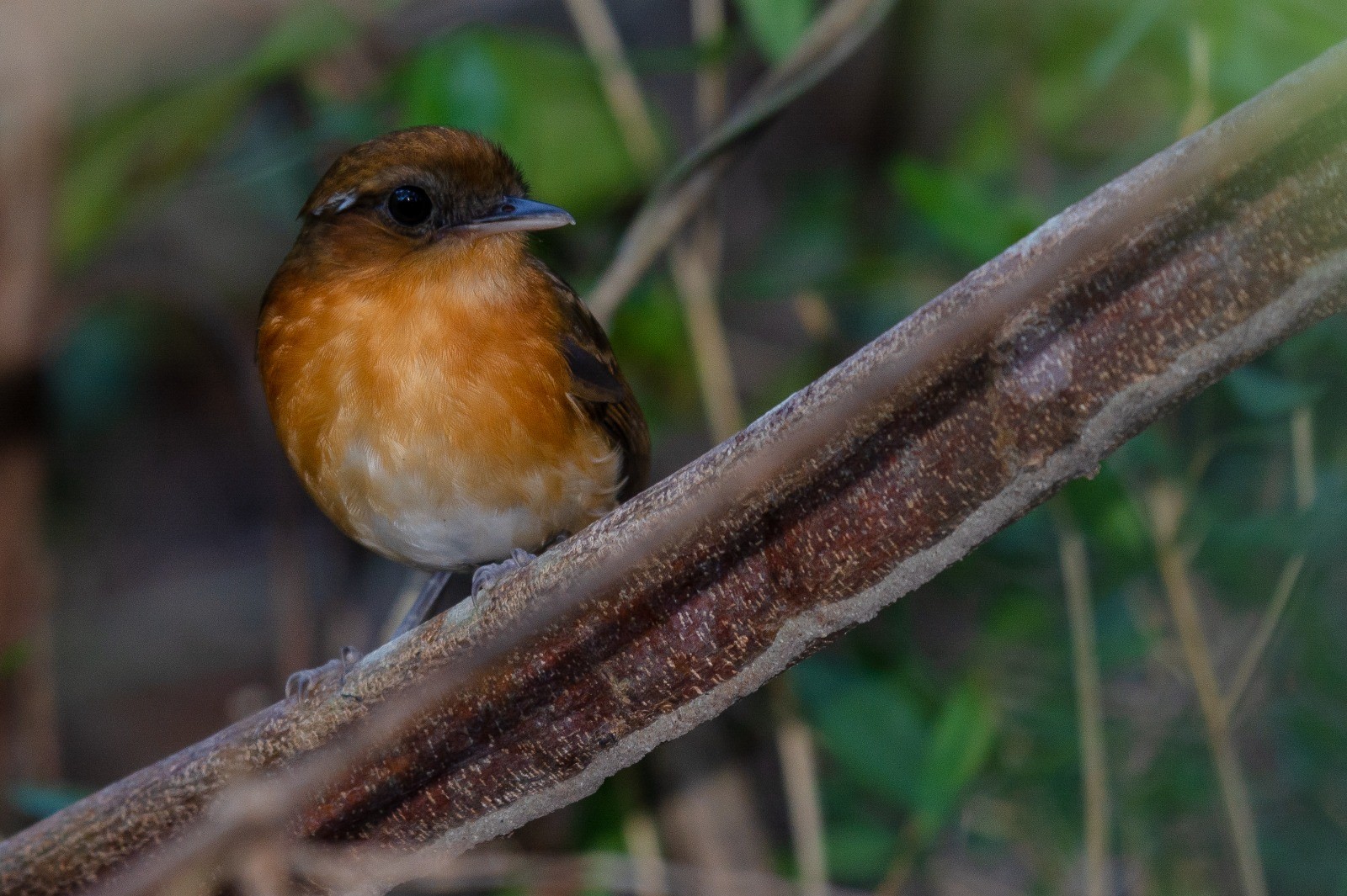 Rio Grande do Norte tem 172 espécies de animais ameaçadas de extinção; veja quais