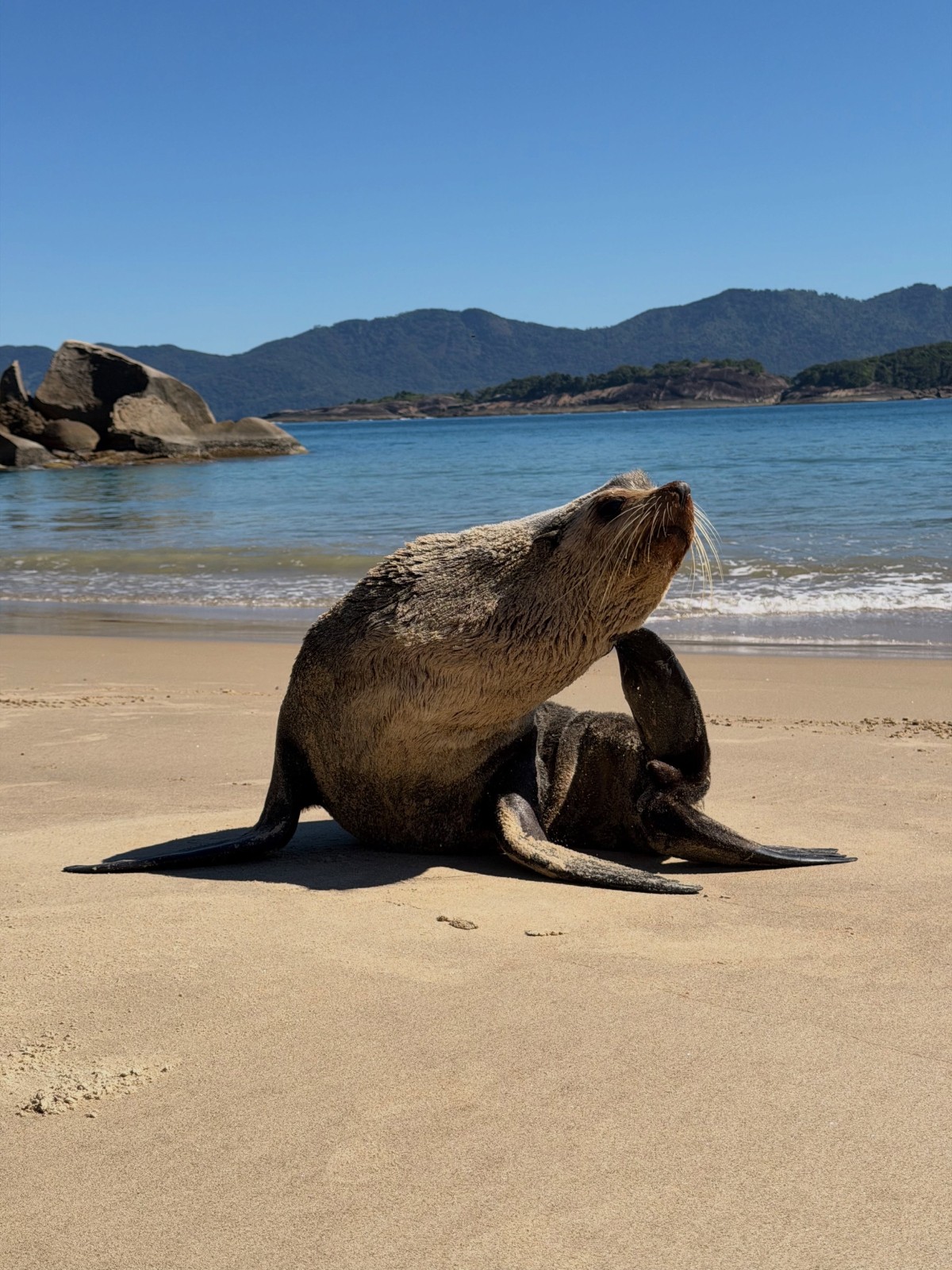 VÍDEO: Leão-marinho surge em praia da Ilha Grande, em Angra dos Reis 
