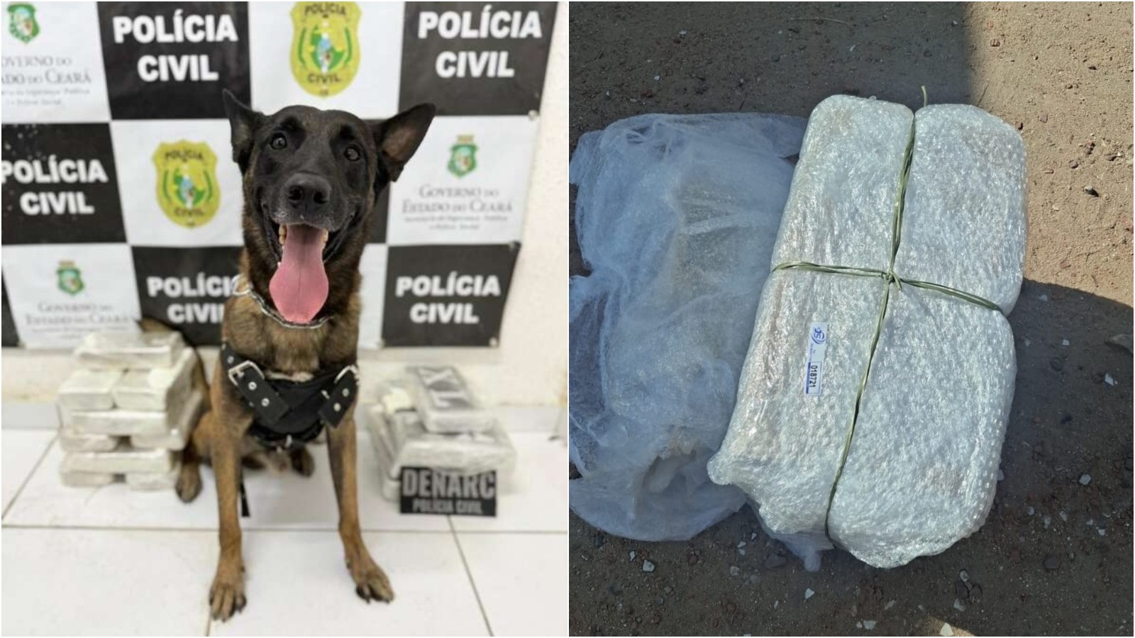 Cão farejador encontra drogas dentro de ônibus no Ceará; suspeito de integrar facção criminosa é preso