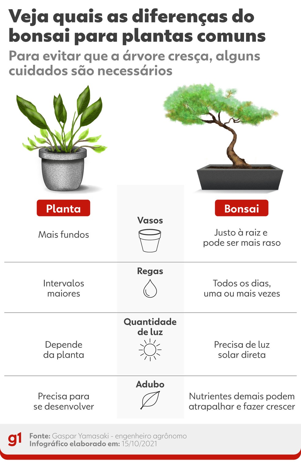 Veja quais as diferenças do bonsai para plantas comuns — Foto: Elcio Horiuchi / Arte G1